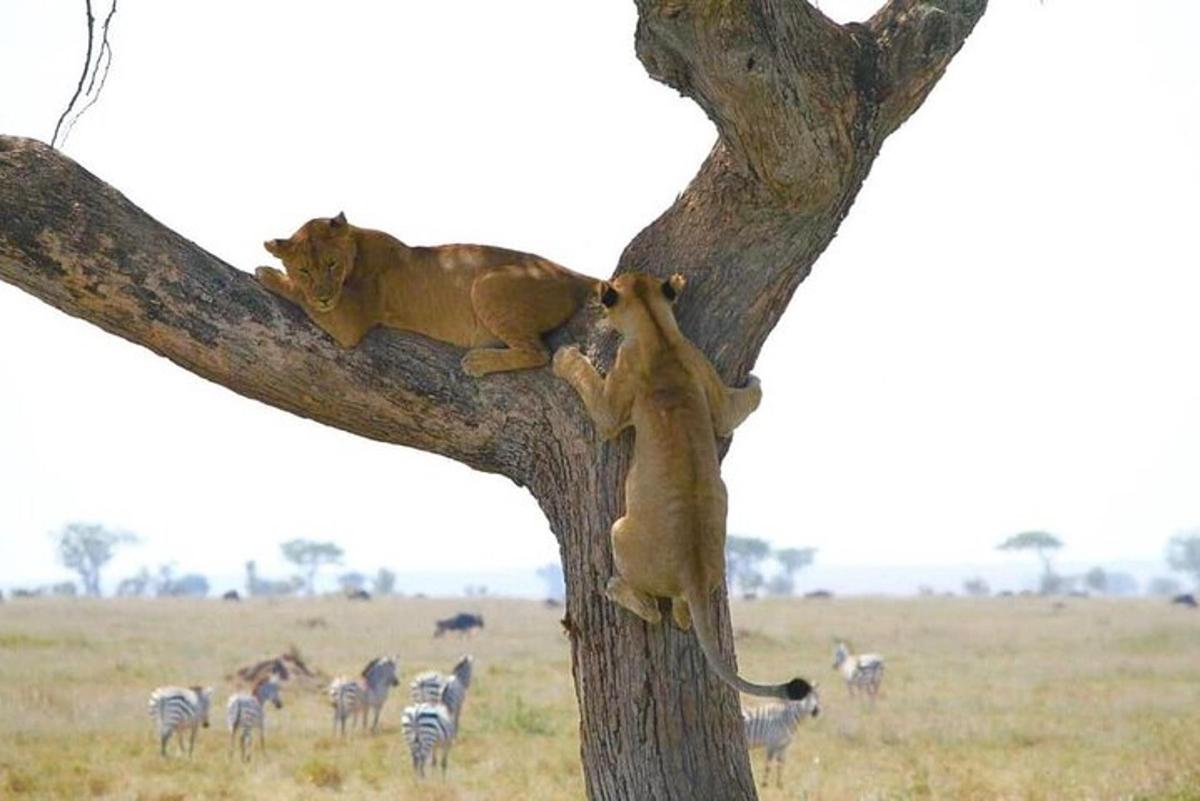 due leoni su un albero con zebre in un campo