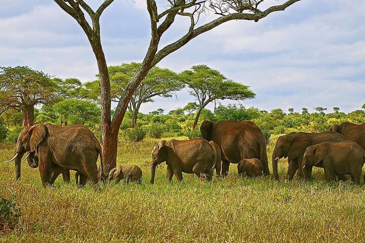 una mandria di elefanti che camminano in un campo