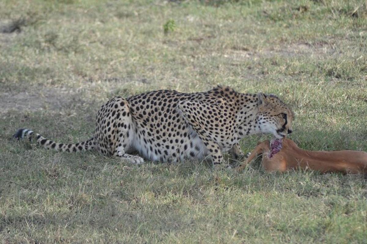 a cheetah laying in the grass with a dead animal