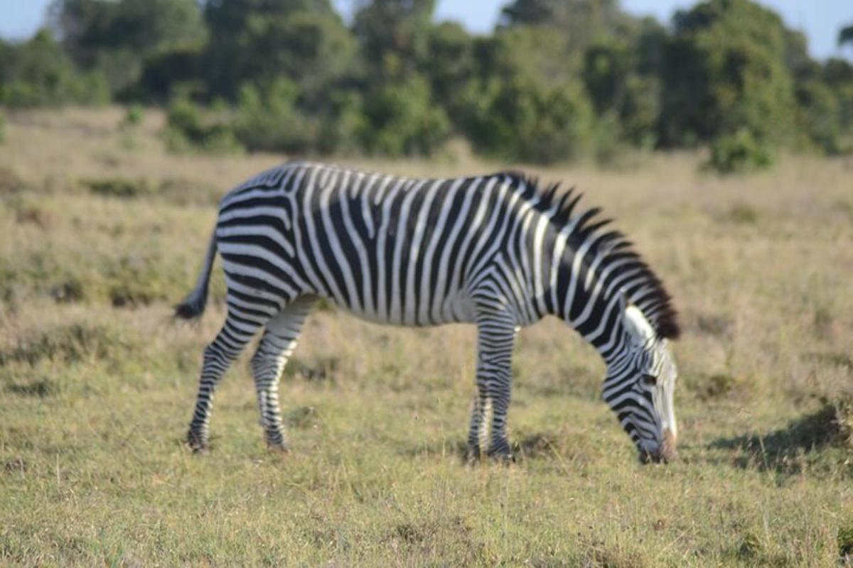 a zebra grazing in a field of grass
