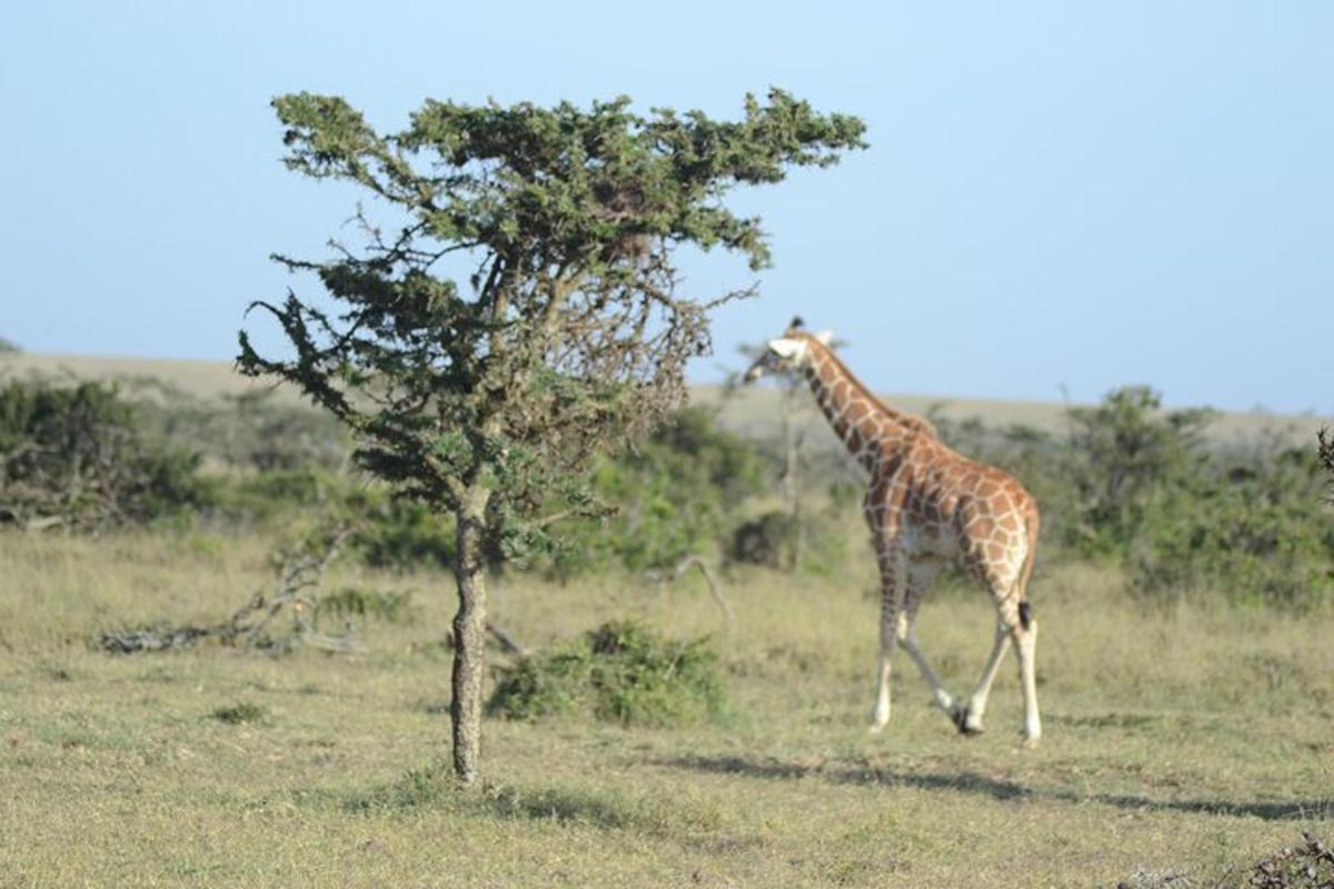 a giraffe walking in a field next to a tree