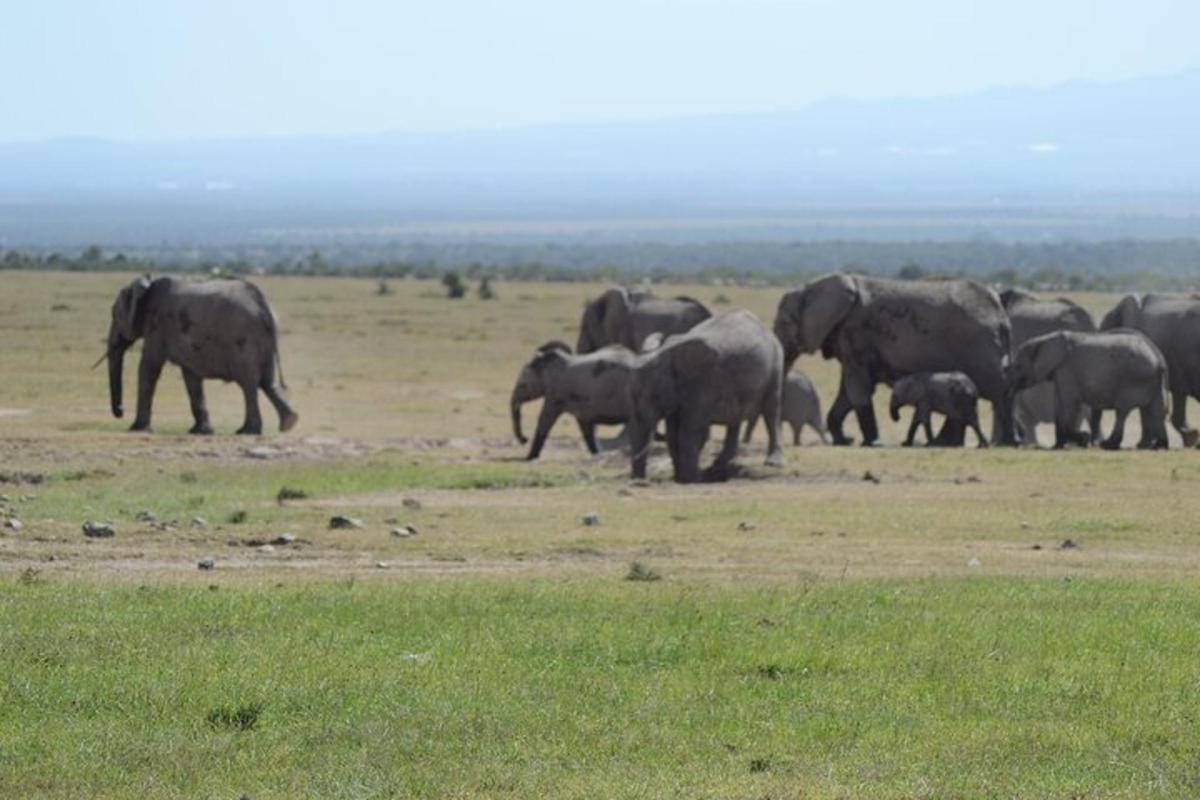 a herd of elephants walking across a field