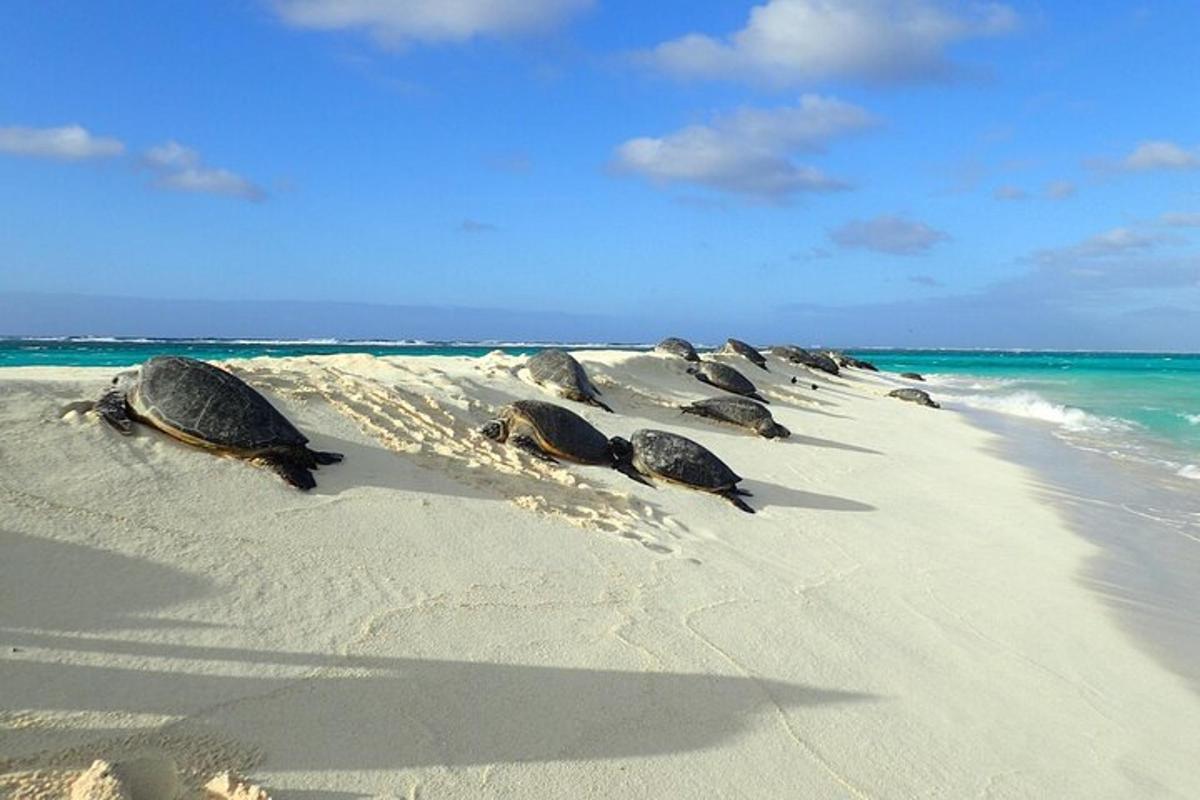 a group of turtles laying in the sand on a beach