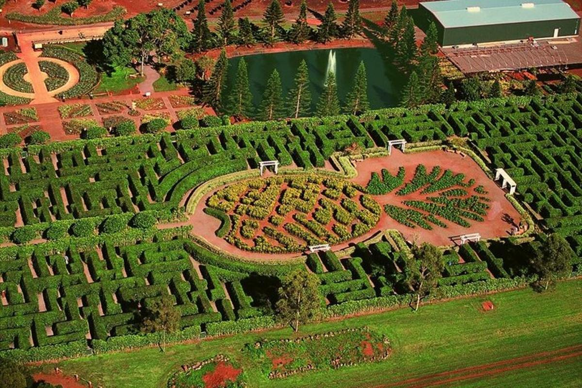 an overhead view of a garden with trees and bushes