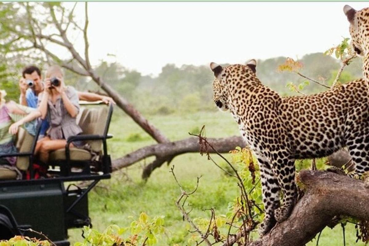 sekumpulan orang mengambil gambar harimau bintang