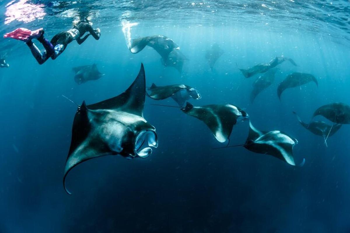 a group of dolphins swimming in the water