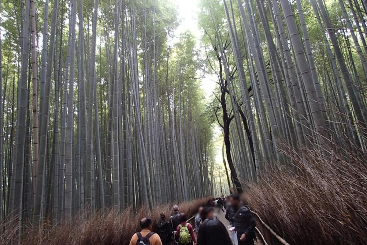 un gruppo di persone che camminano attraverso una foresta di bambù
