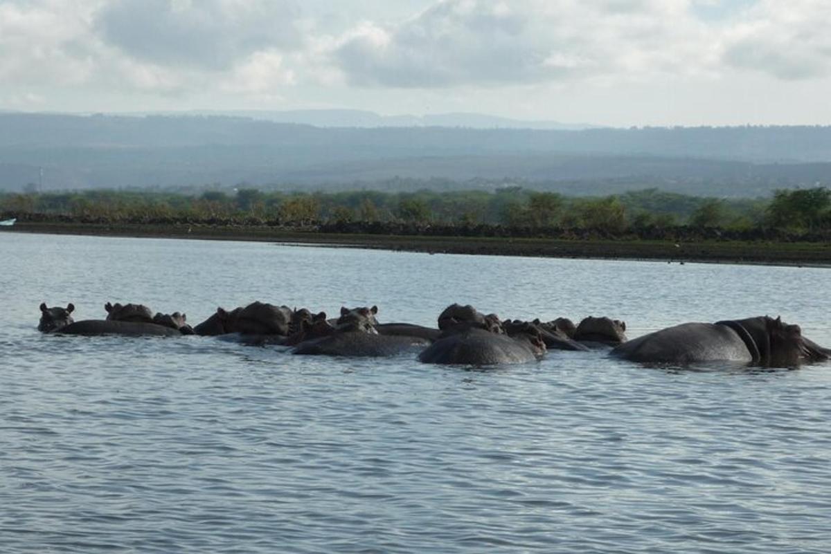 a herd of elephants swimming in the water