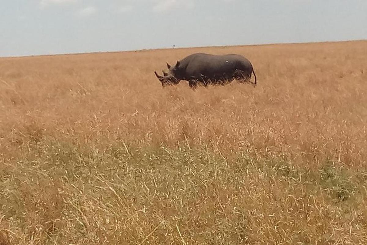 um touro parado em um campo de grama alta
