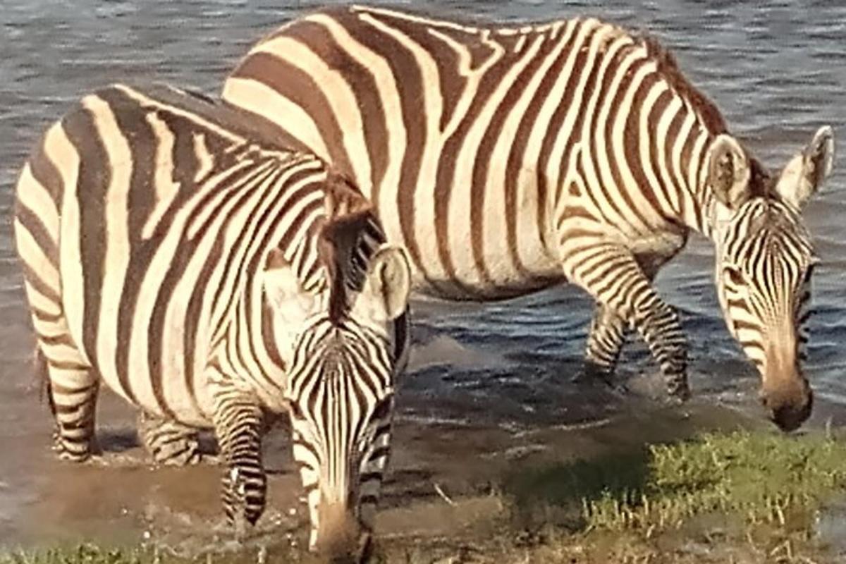 two zebras are standing in the water