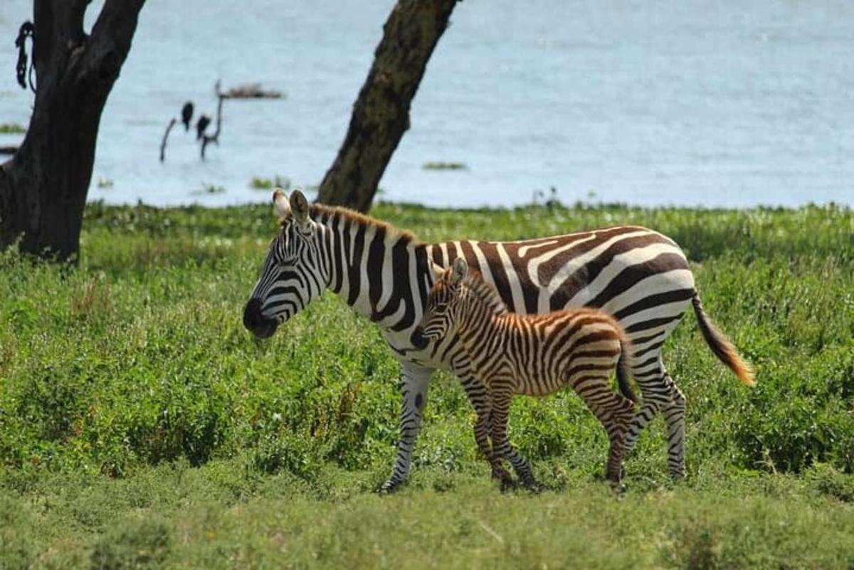 a mother zebra and a baby zebra standing in a field