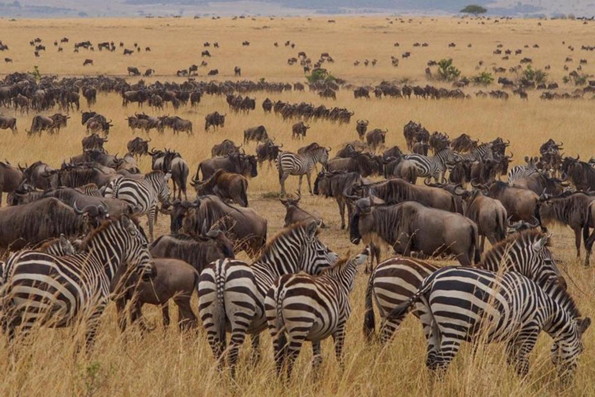 o turmă de zebre și alte animale pe un câmp