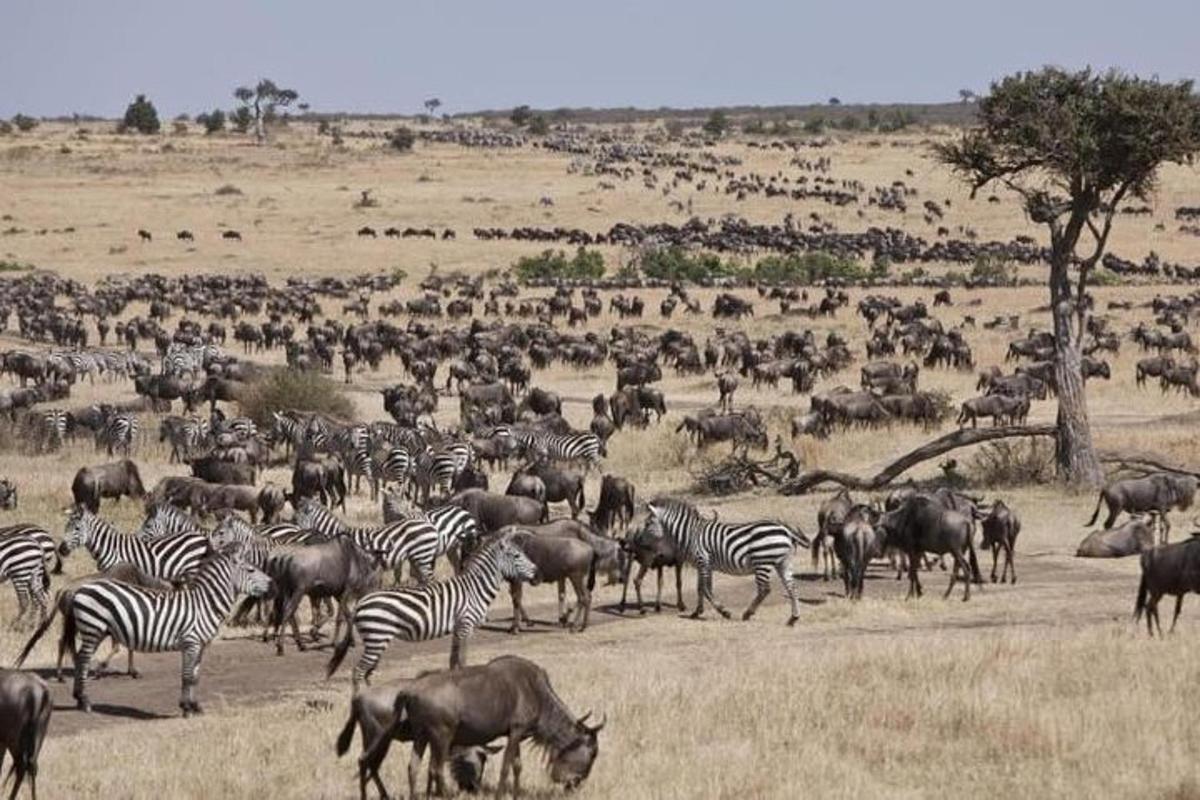o turmă de zebre și alte animale pe un câmp