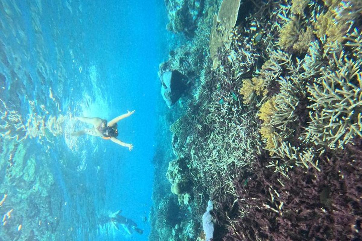 een persoon die in de oceaan zwemt naast een rif