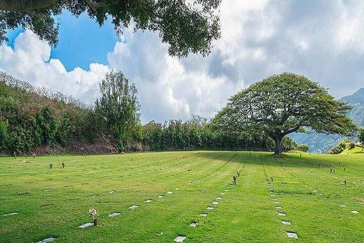 a field with a tree in the middle of a field