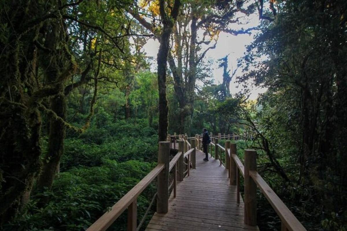 a person walking on a wooden bridge in a forest