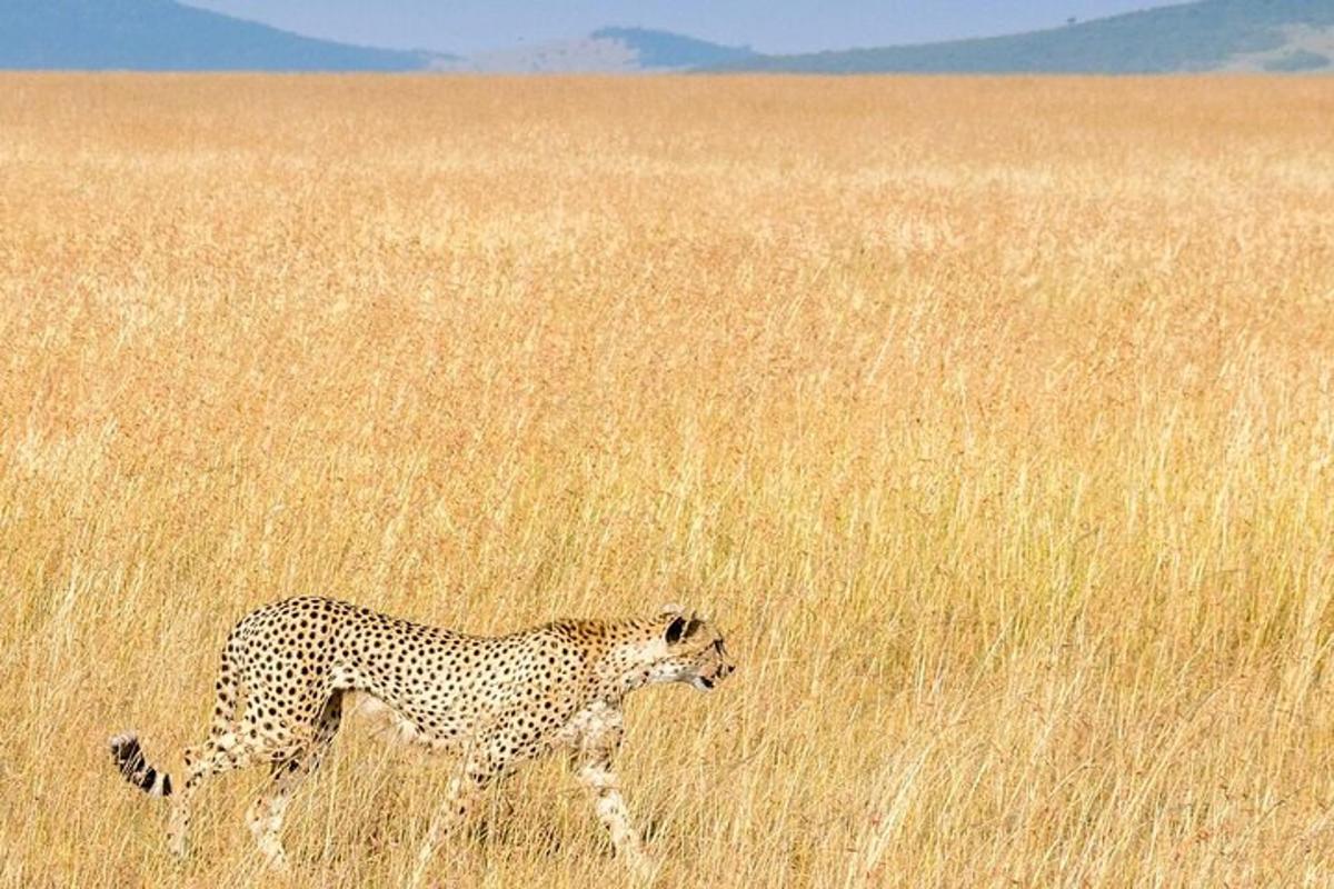 seekor cheetah berjalan melalui padang rumput tinggi