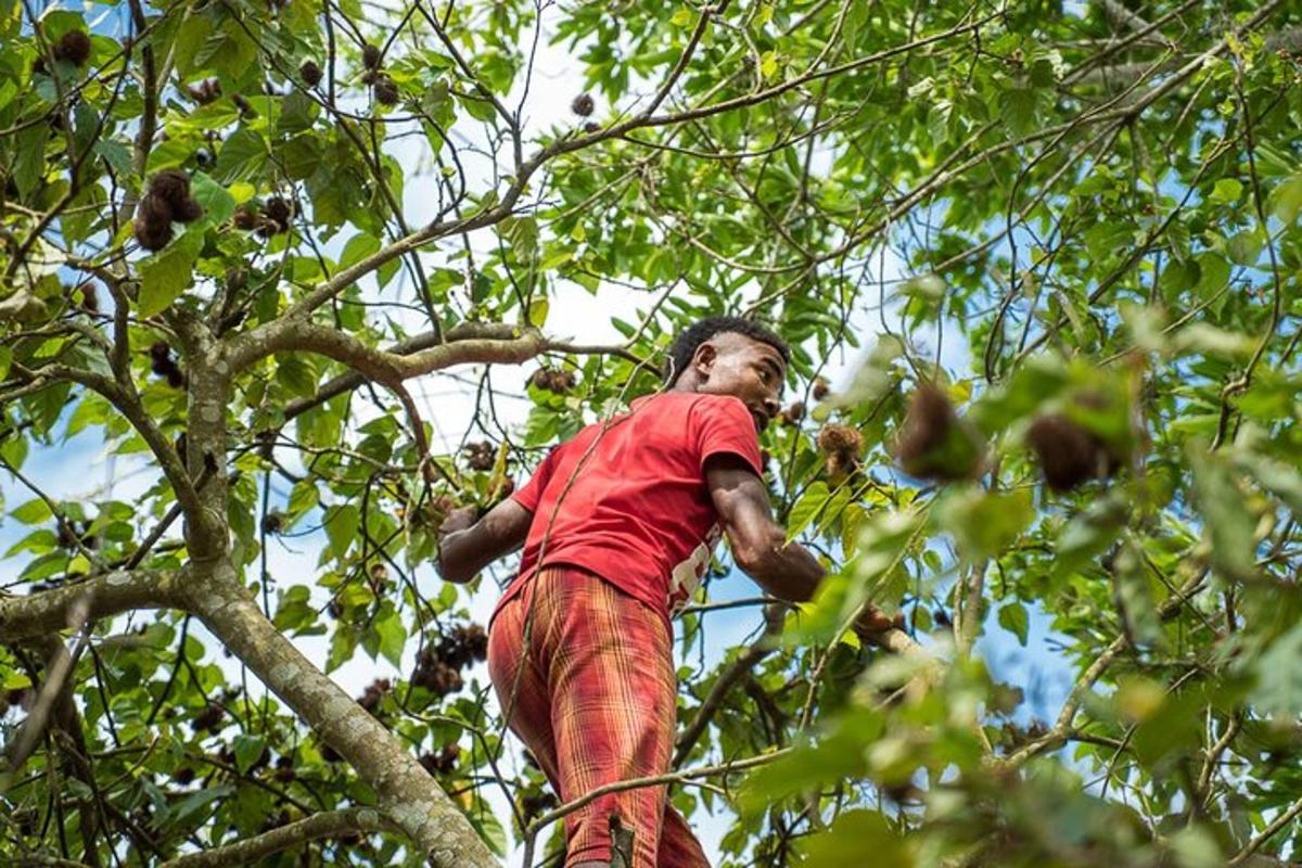budak lelaki berdiri di atas pokok memetik buah