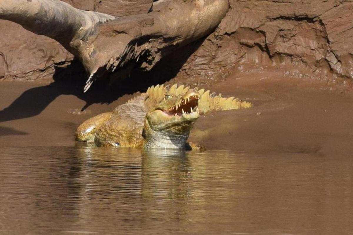 an alligator in the water with its mouth open