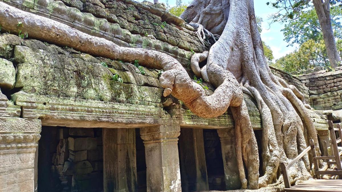 bangunan dengan akar pokok di sisinya
