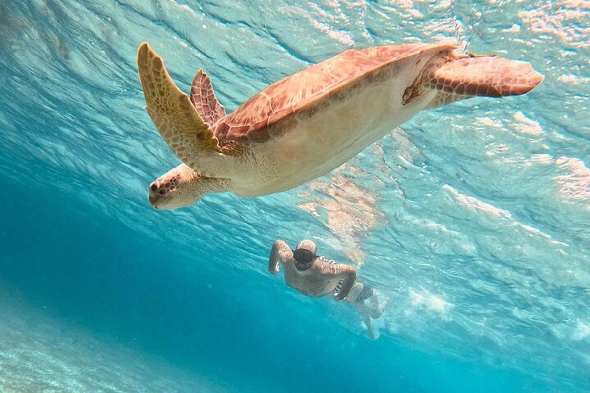 un uomo che nuota accanto a una tartaruga nell'acqua