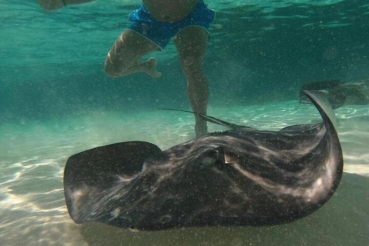 una persona in piedi nell'acqua accanto a una razza