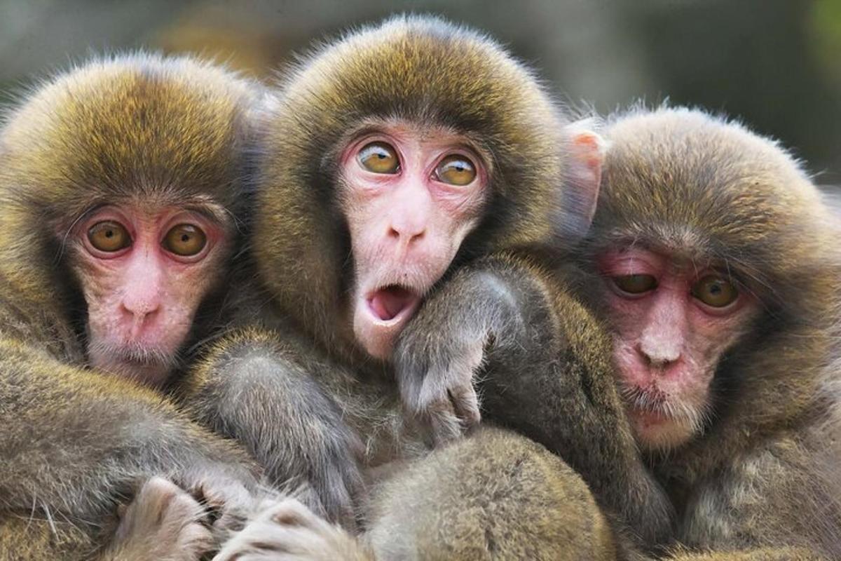 a group of monkeys sitting in a pile
