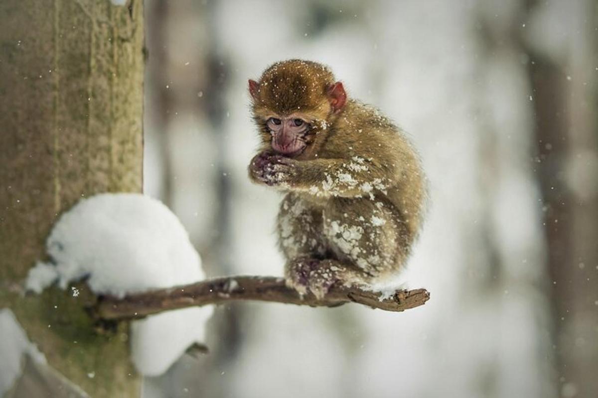 a monkey sitting on a branch in the snow