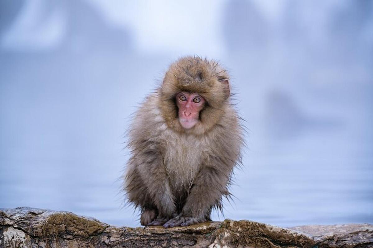 a monkey sitting on top of a rock