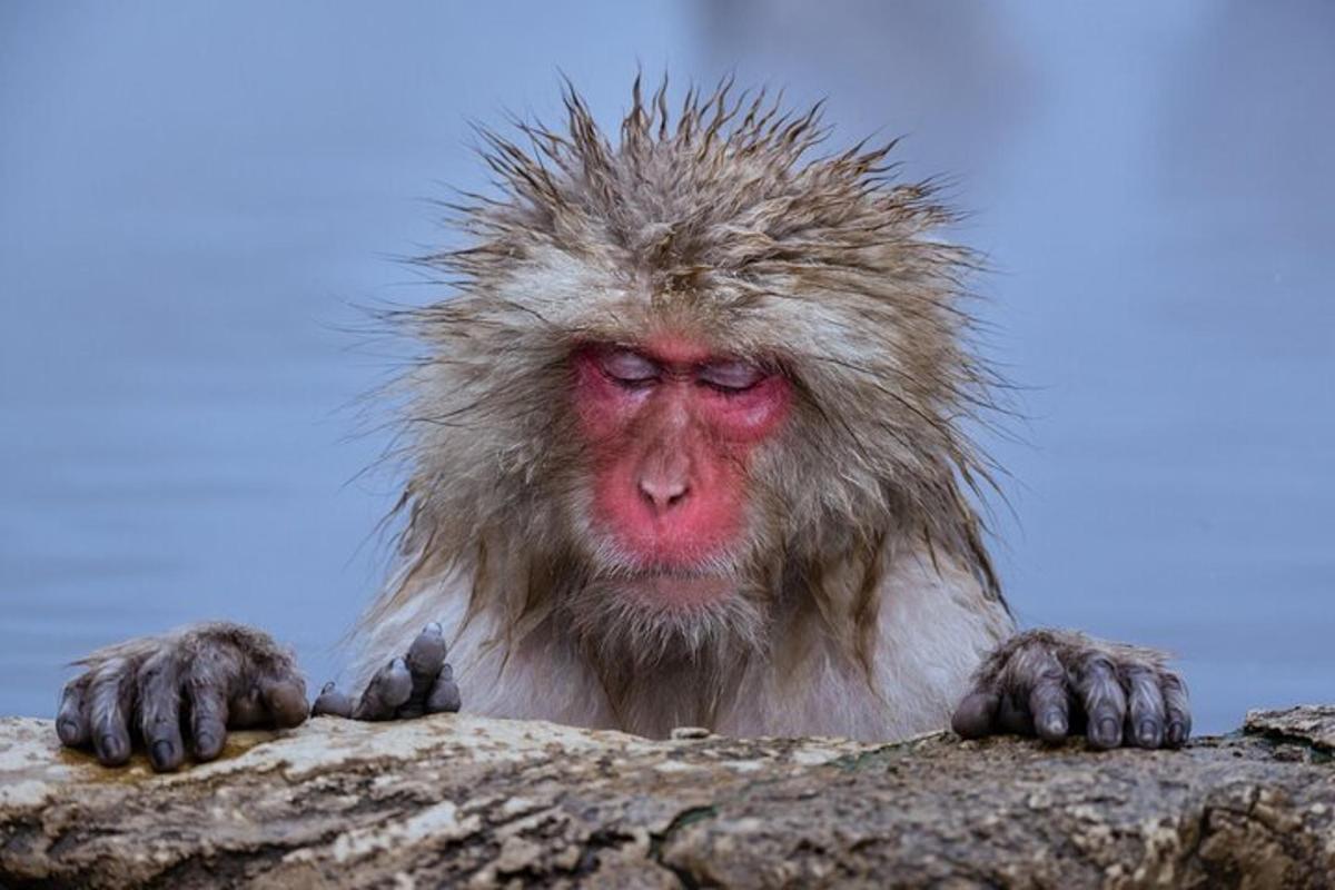 a macaque with a long coat of hair on a rock