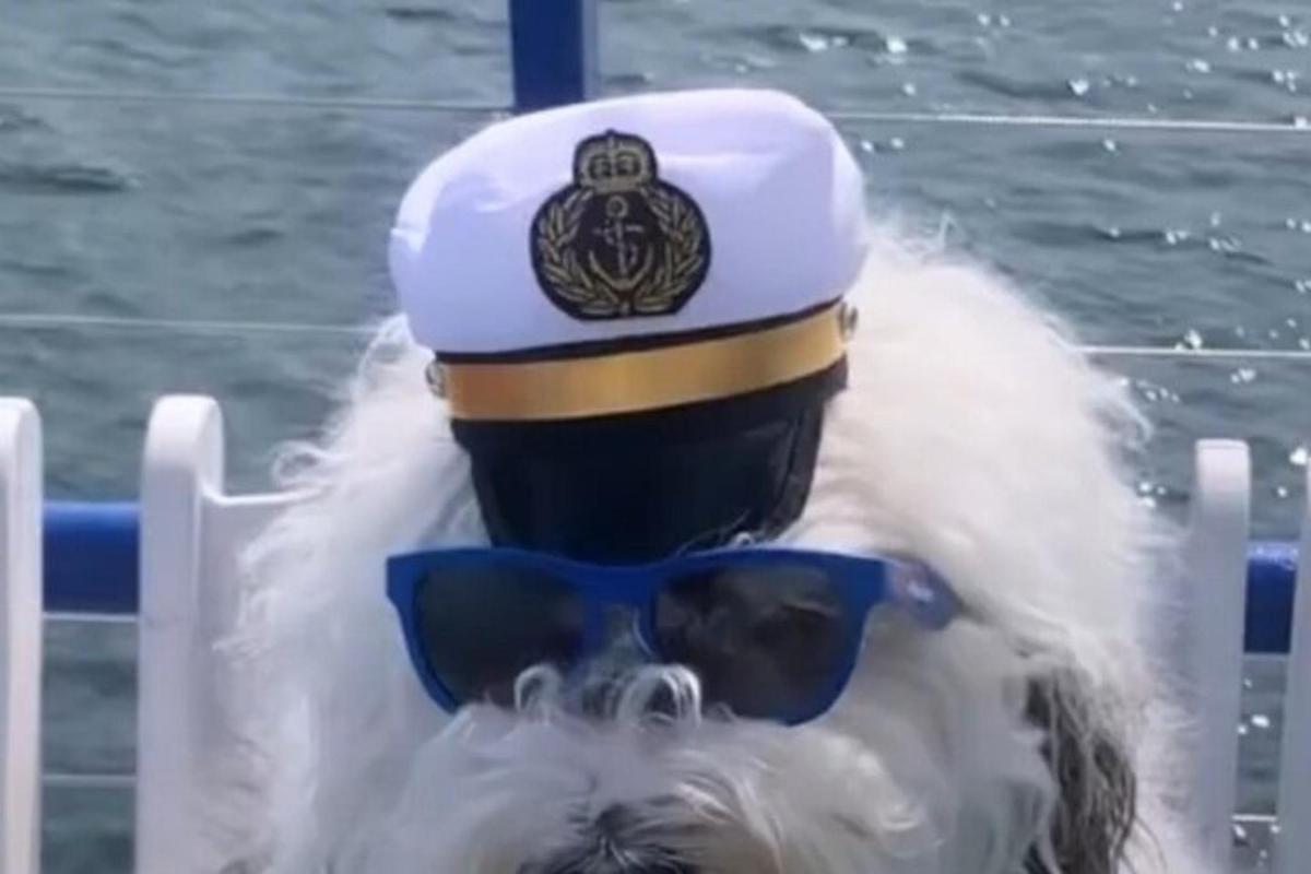 a dog wearing a hat and sunglasses on a boat