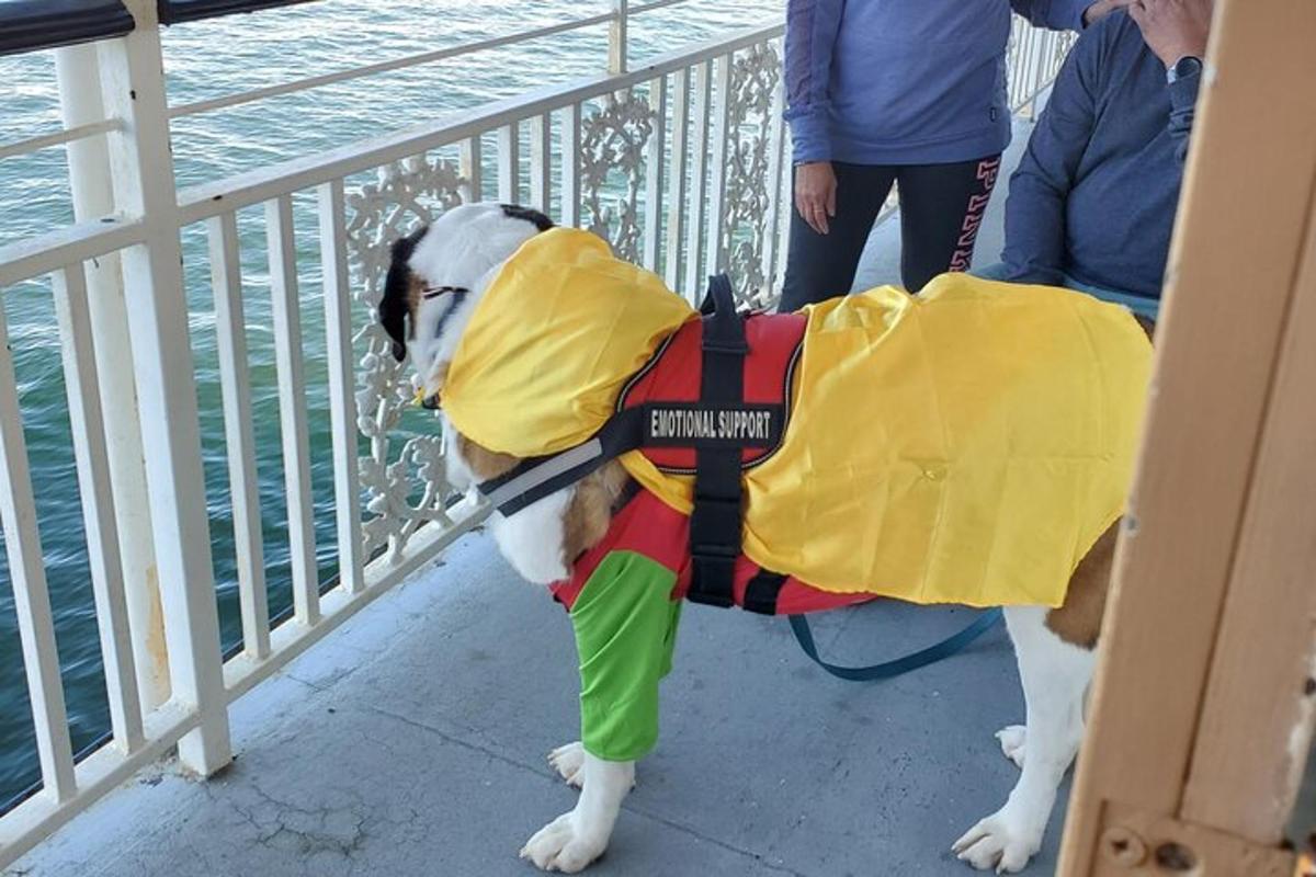 a dog wearing a life vest standing on a balcony