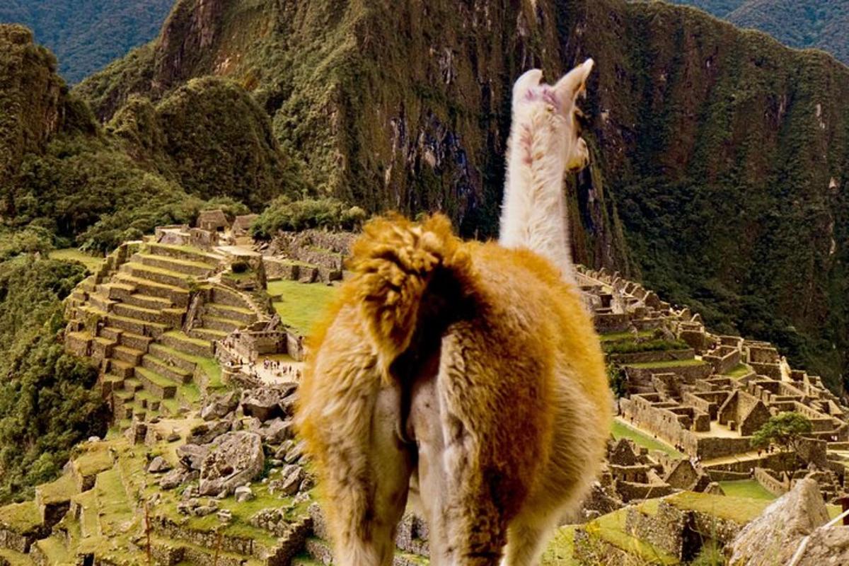 Un gato está parado en la cima de una montaña.