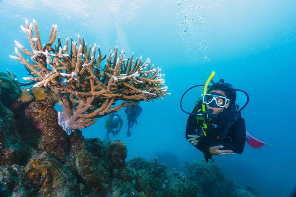 um homem em traje de mergulho está debaixo d'água próximo a um recife de coral