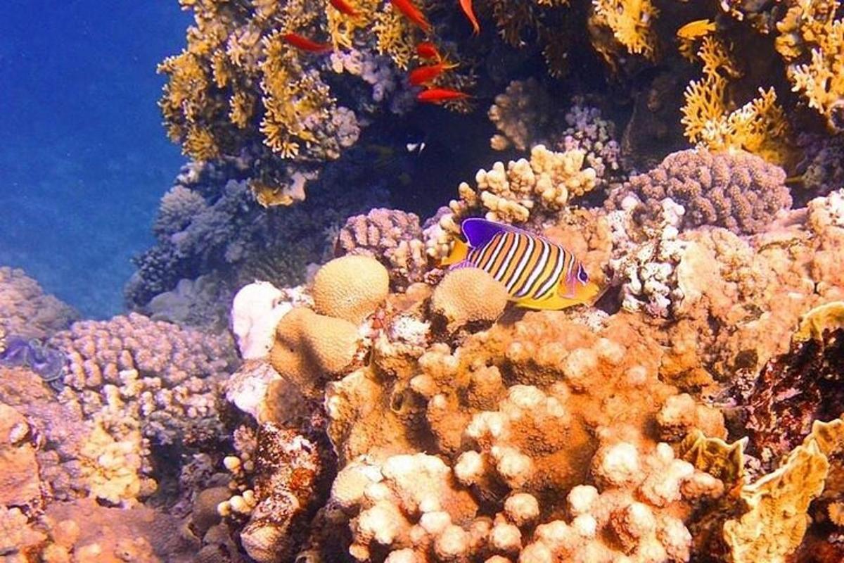 un pesce pagliaccio su una barriera corallina
