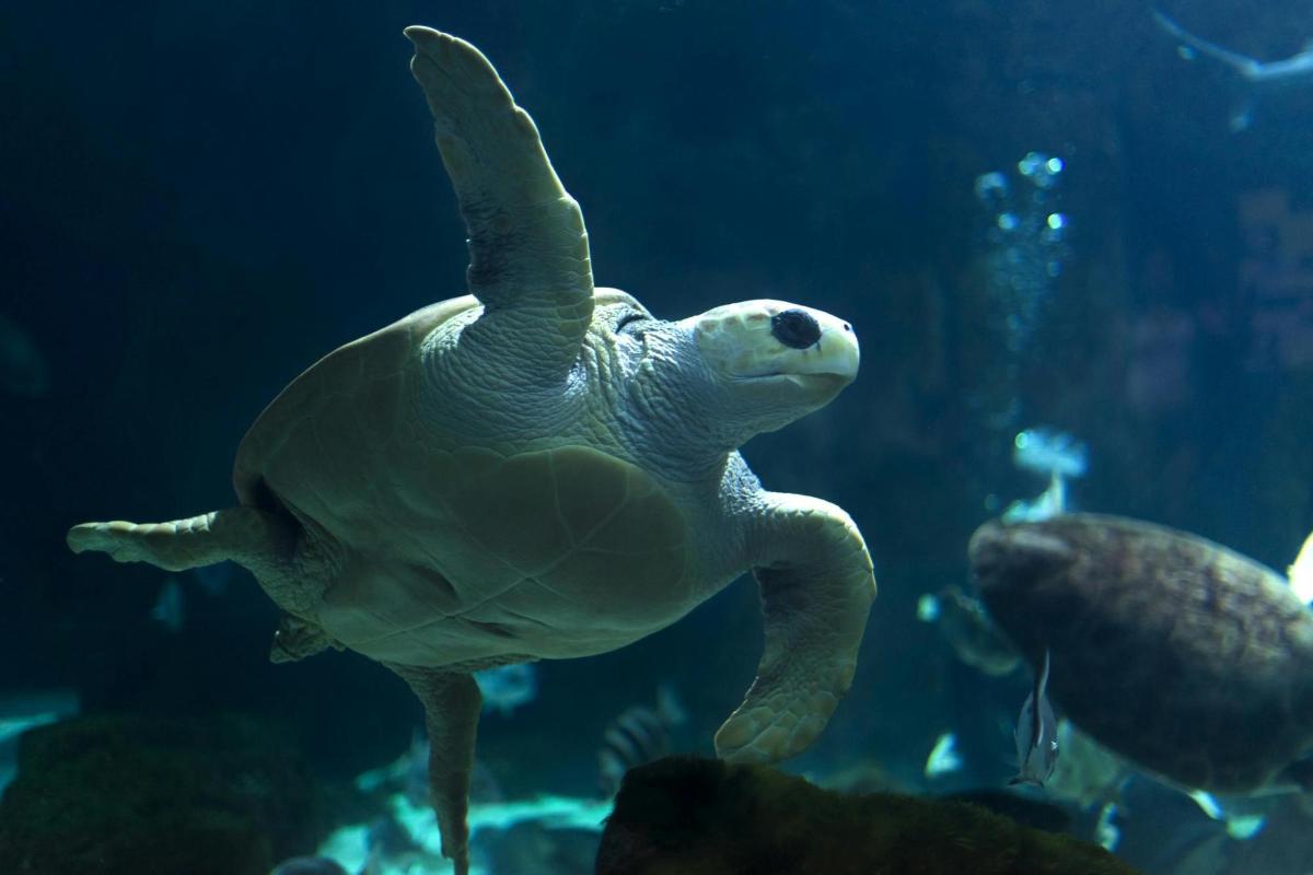 a green sea turtle swimming in an aquarium
