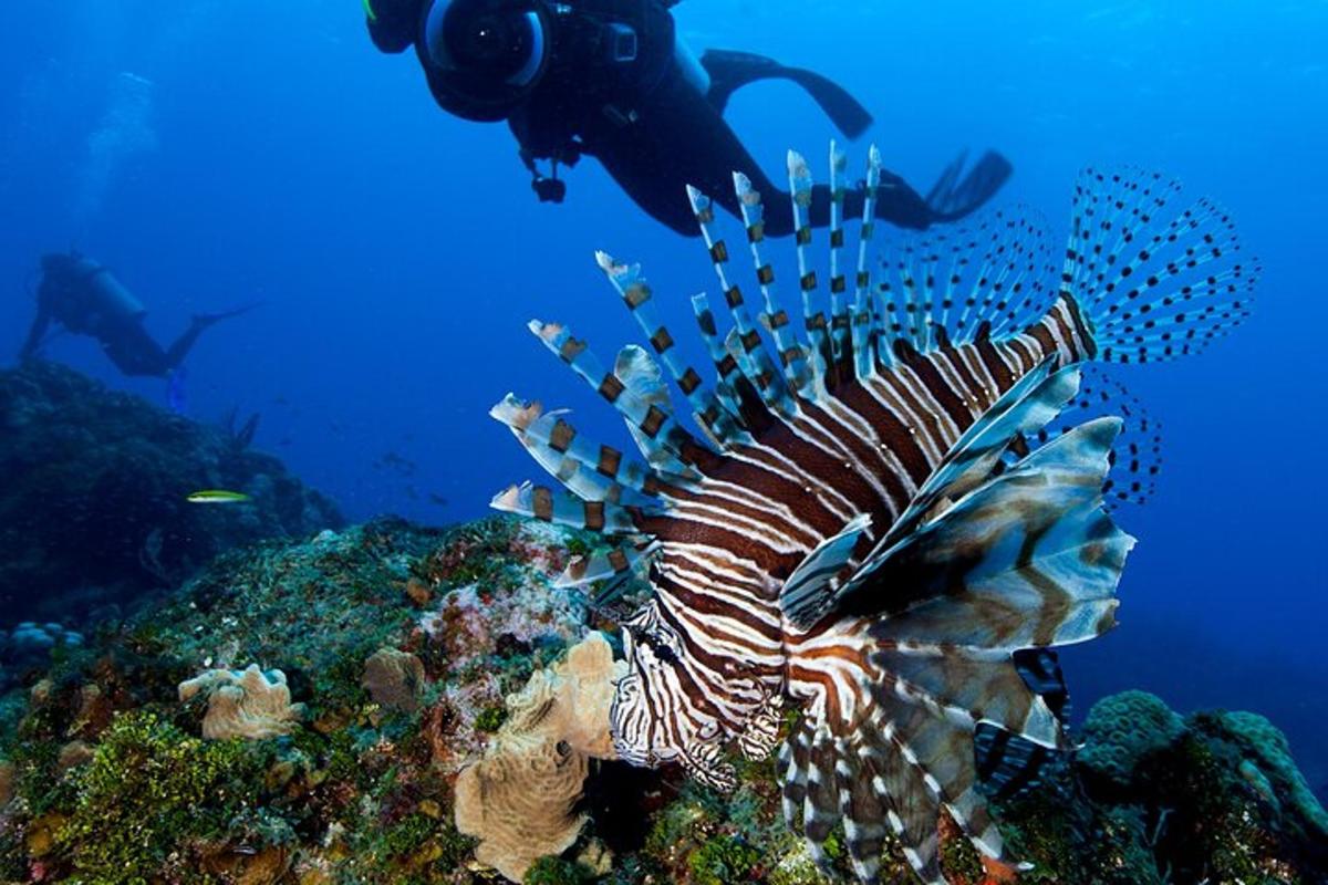 osoba fotografující perutýna v oceánu