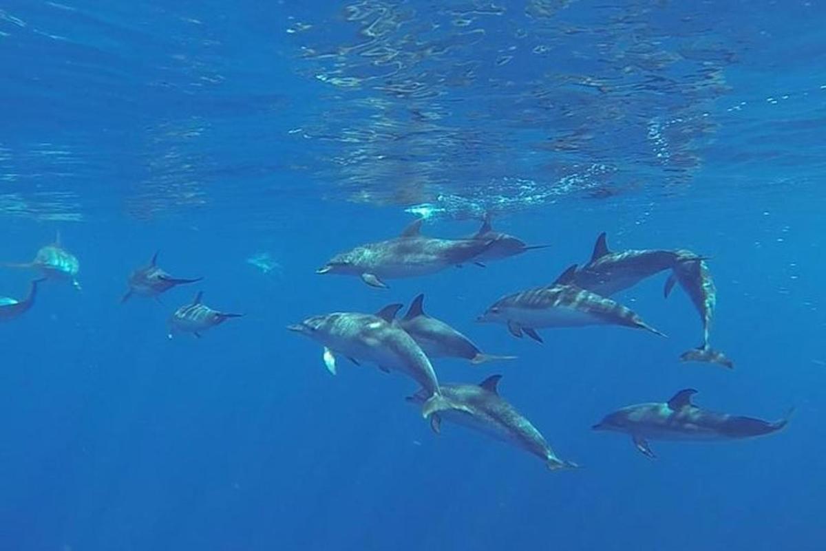 un gruppo di delfini che nuotano nell'acqua