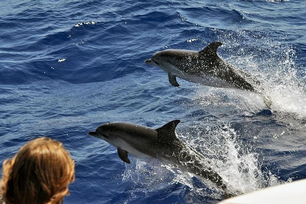 due delfini che saltano in acqua accanto a una persona