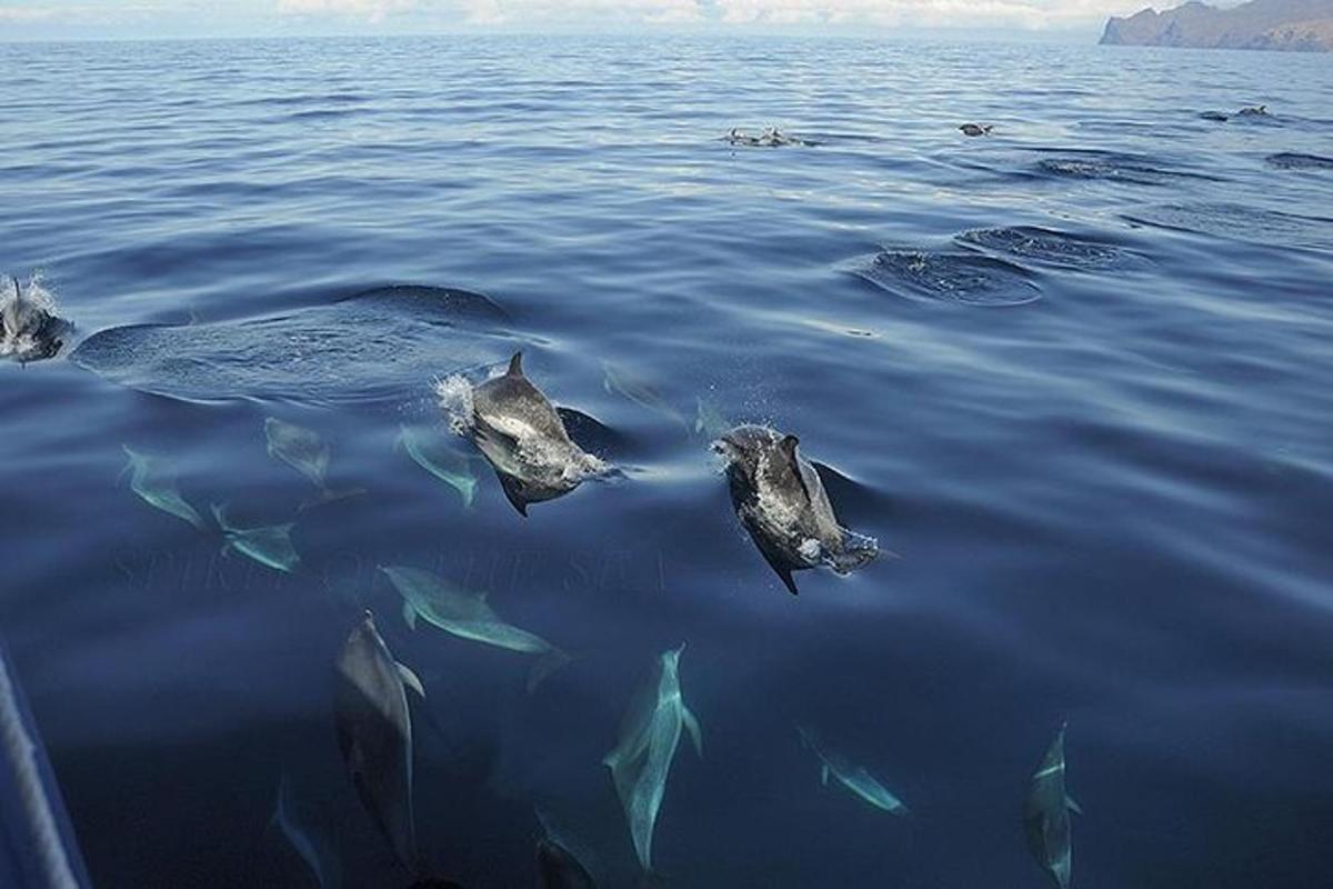 un gruppo di delfini che nuotano nell'acqua