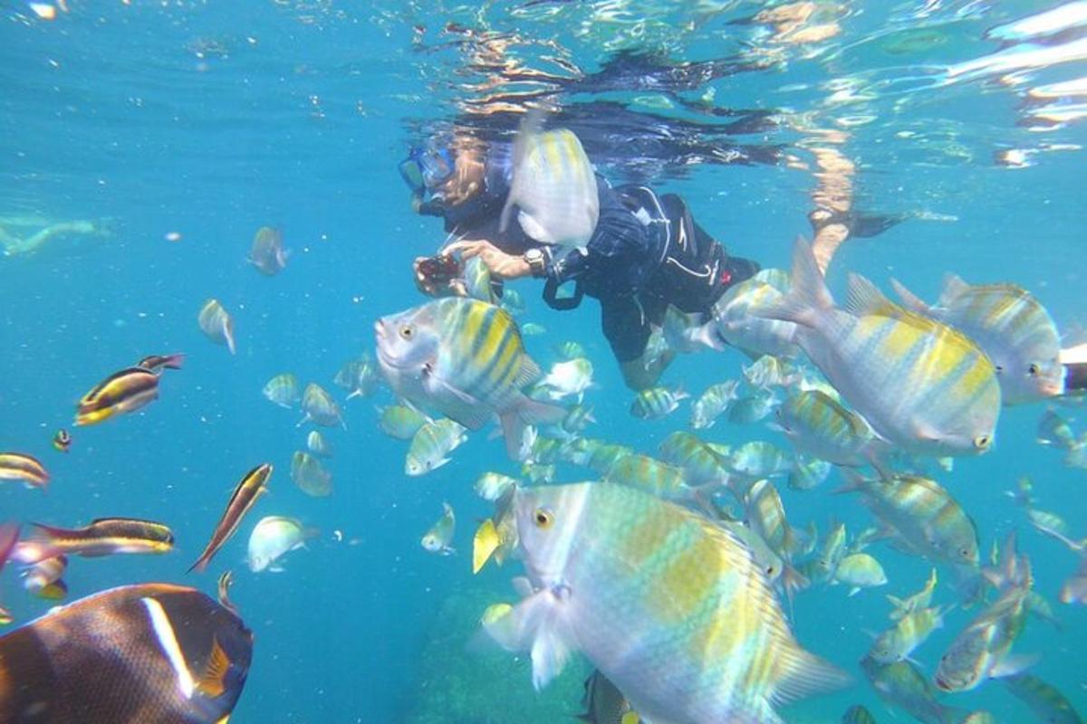 seseorang di dalam air dengan sekumpulan ikan