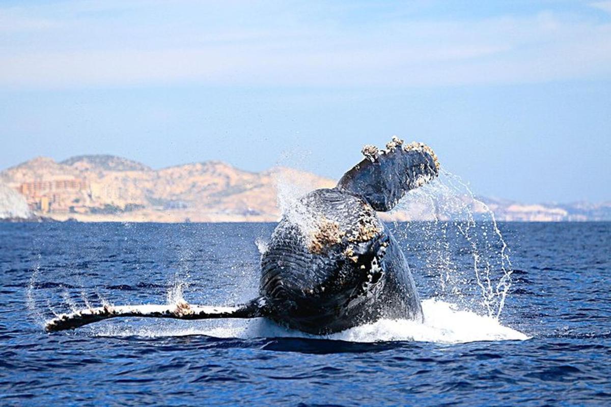 un delfino in acqua con le zampe anteriori in acqua