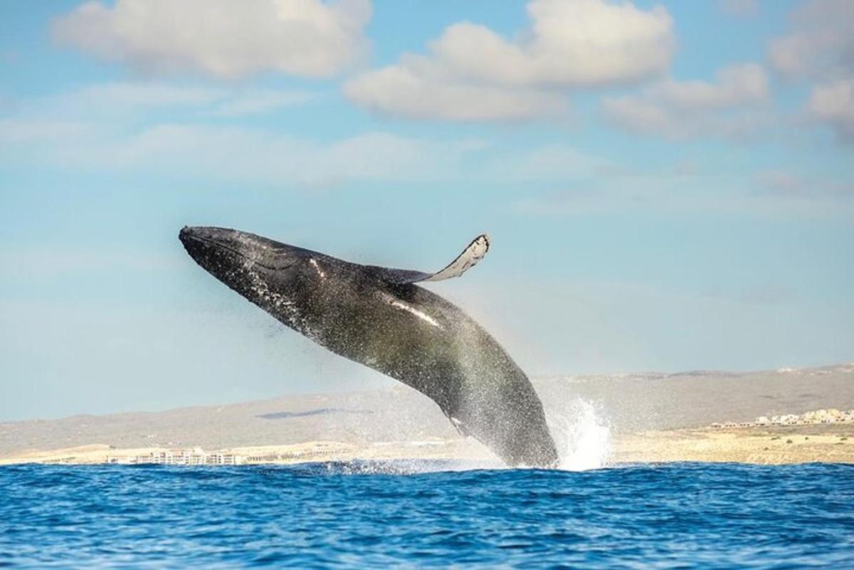 una balena che salta fuori dall'acqua