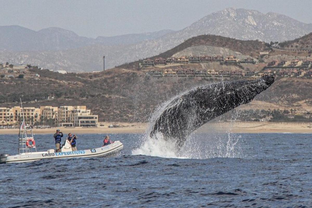una balena che salta fuori dall'acqua accanto a una barca
