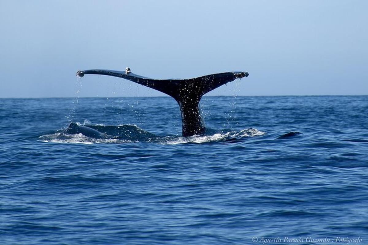 una balena che sporge il braccio nell'oceano