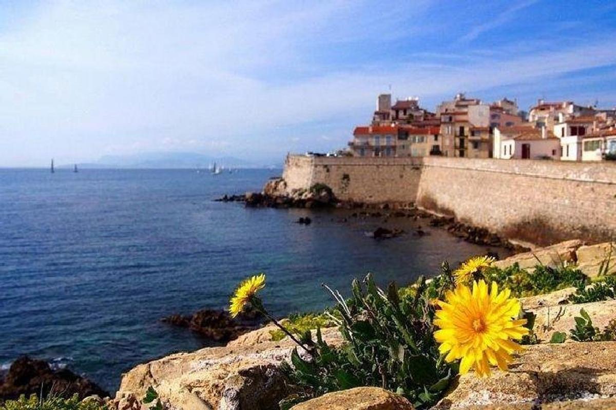 un fiore giallo seduto sul fianco di una scogliera vicino all'oceano