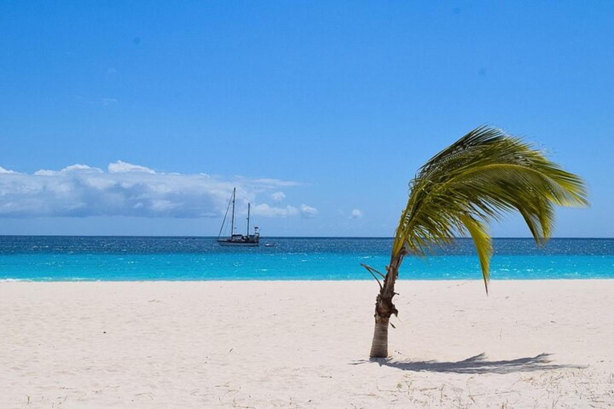 a palm tree on a beach with a boat in the ocean