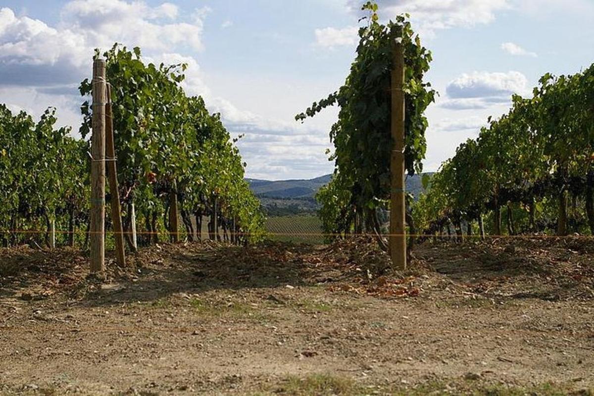 una hilera de hileras de árboles en un viñedo