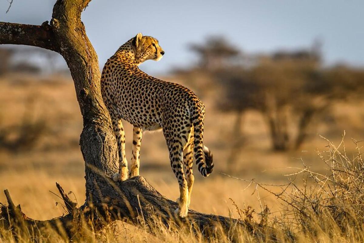 gepard stojící na straně stromu