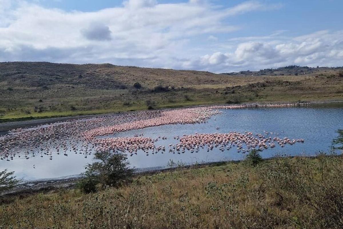 a large flock of pink flamingos in a lake